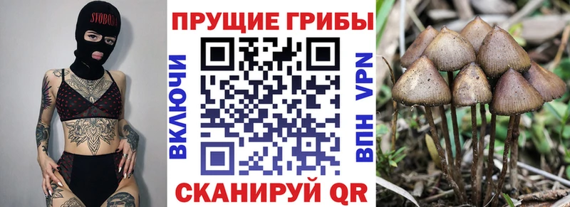 Купить где  Кадников  Псилоцибиновые грибы мицелий 